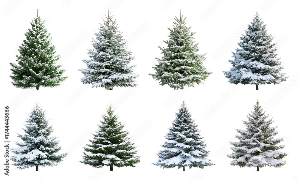 Fototapeta premium Snow-covered evergreen trees collection.