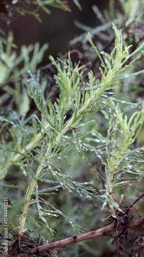 Coast Sagebrush, Artemisia Californica, an entrancing native gynomonoecious shrub displaying rainy dew laden simple alternate lobate filiform leaves during Winter in Coastal Los Angeles County.