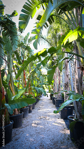 Tropical banana plants growing in large pots along a sunny garden pathway. Lush green foliage creating a natural tunnel under bright daylight.