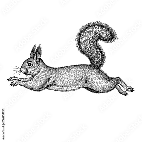 Squirrel jumping in flight engraving sketch black and white art vector