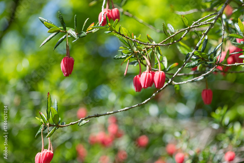 Close up of flowers on a Chilean lantern (crinodendron hookerianum) tree
