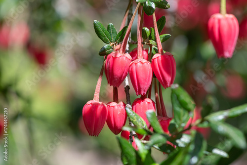 Close up of flowers on a Chilean lantern (crinodendron hookerianum) tree