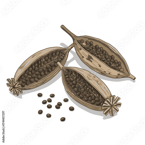 Detailed Papaver somniferum (opium poppy) with dried seed pods and poppy seeds isolated on white. Vintage style artwork for herbal medicine, botany, and natural plant reference. Vector illustration.