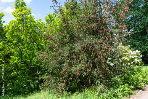 Close up of a Chilean lantern (crinodendron hookerianum) tree in bloom