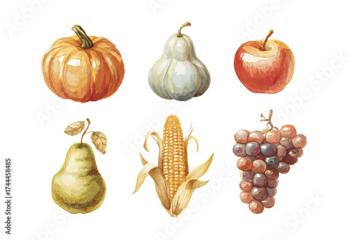 Harvest fruit vector set. Watercolor pumpkin, pear, apple, corn, grapes in hand painted gouache style collection. Autumnal elements for seasonal design