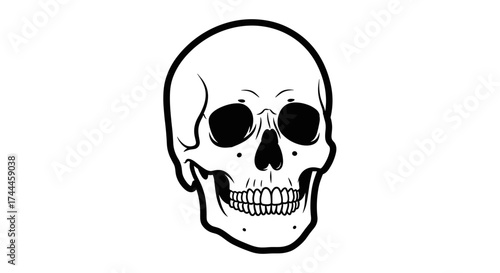 Anatomical Human Skull Illustration on White Background.