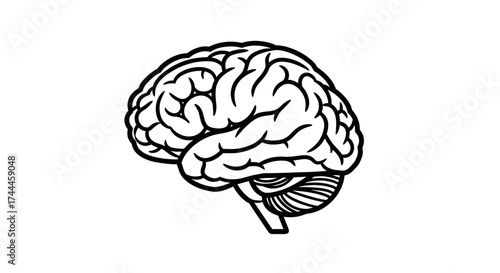 Anatomical line art illustration of the human brain.