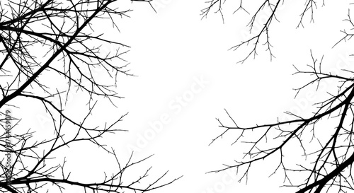Bare Tree Branches Against a White Sky Minimalist Nature Background.