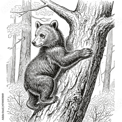 Bear Cub Climbing Tree - Vintage Engraving Style Black and White Vector Art Illustration