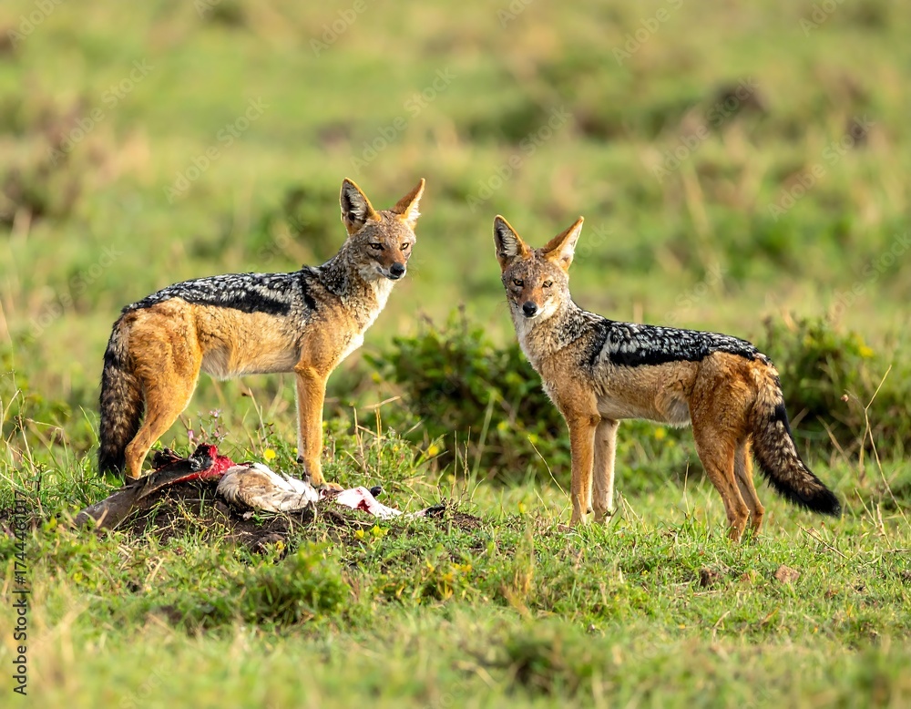 Fototapeta premium Two jackals stand watch over their prey