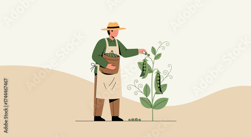 A Farmer Harvests Fresh Peas From His Garden During a Sunny Day of Work