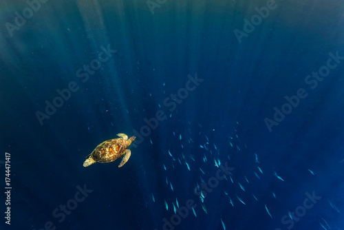 Green sea turtle Chelonia mydas also black (sea) turtle or Pacific green turtle, sea turtle in Cheloniidae. Adult huge turtle swimming under the blue water with a school of fish in the sun beams