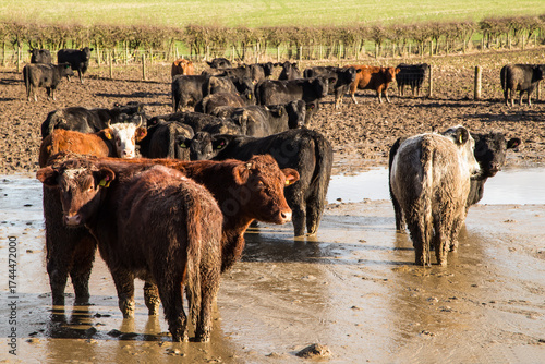 A herd of cows standing in a flooded field