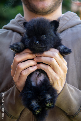 Black Pomeranian puppy with tiny white spots being gently held by a person, fluffy and adorable small dog with bright eyes and soft fur
