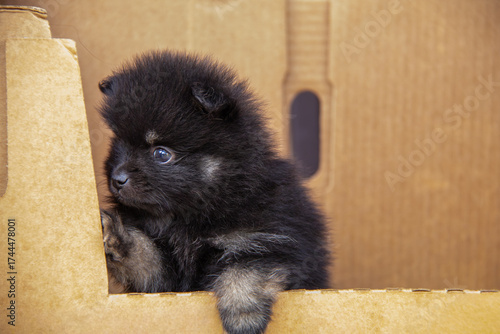 Adorable black Pomeranian puppy with small white spots looking out of a cardboard box, fluffy fur, bright eyes, and tiny paws