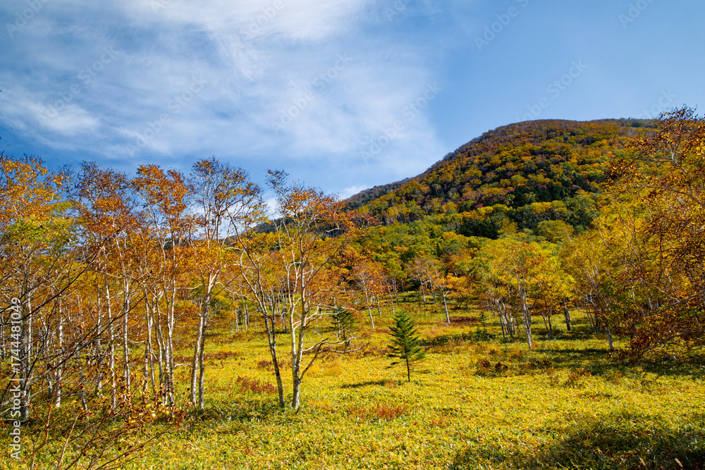 Fototapeta premium ダケカンバの紅葉