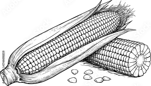 A black and white outline illustration of an ear of corn, with the leaf, the seeds, and details of corn on the cob.
