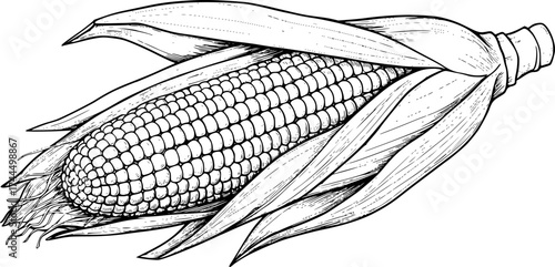 A black and white outline illustration of an ear of corn, with the leaf, the seeds, and details of corn on the cob.
