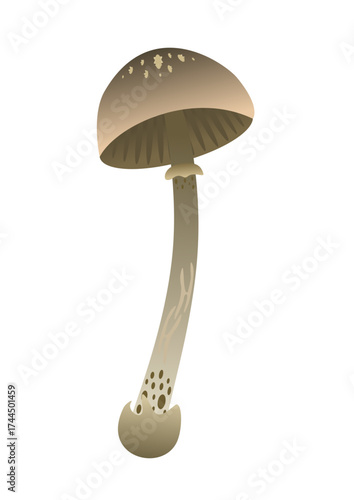 long mushroom