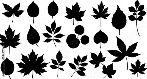 Autumn Leaves Variety: Silhouette Collection of Fall Foliage