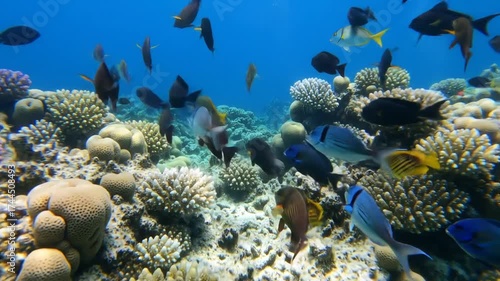 Vibrant Coral Reef Ecosystem: Colorful Fish Swimming in Clear Blue Ocean Waters