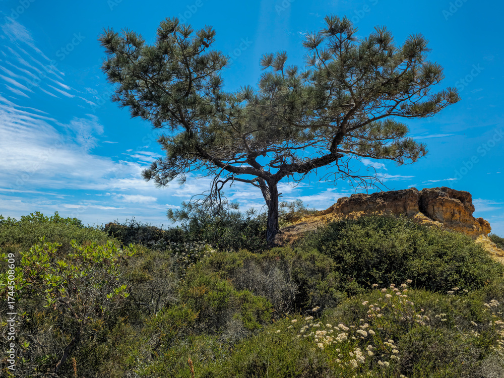 Obraz premium Lone Torrey Pine Tree Against Blue Sky on Rocky Hill
