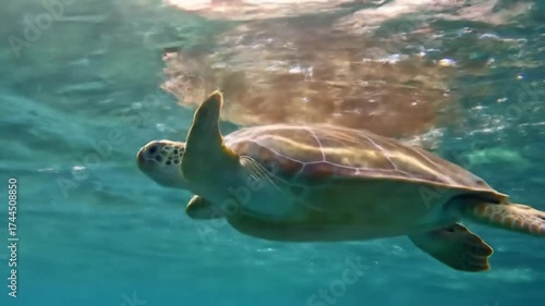 Graceful Sea Turtle Swimming Underwater in Clear Blue Ocean Water with Sunlight Reflections