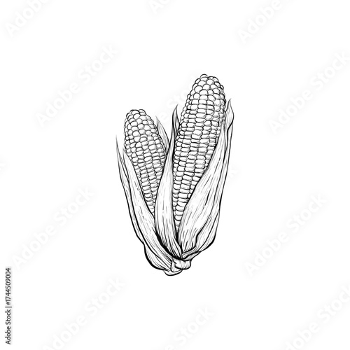 Black and White Hand Drawn Corn Illustration