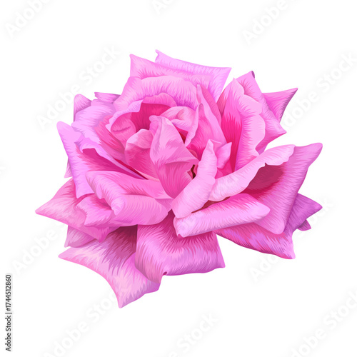 Realistic pink rose flower illustration isolated on white background