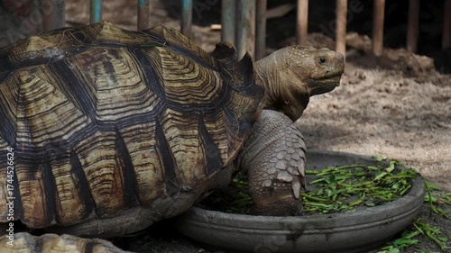 A turtle kept in a conservation enclosure