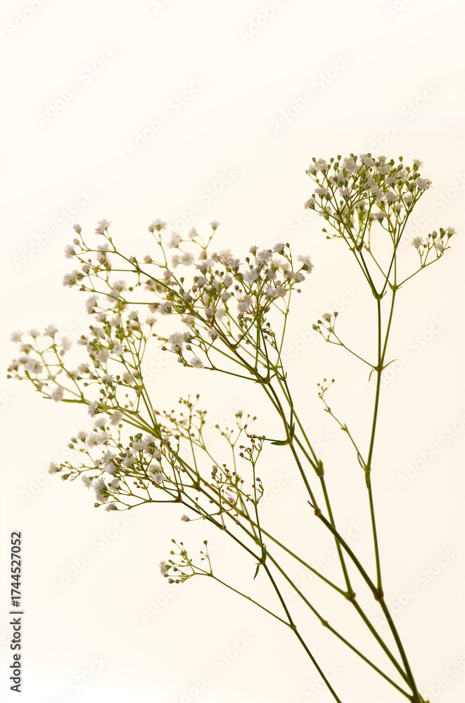 Fototapeta premium Delicate White Gypsophila Flowers. Gypsophila on a light background. Close-up of white gypsophila branches on a white background.Floral delicate wallpaper in pastel colors.