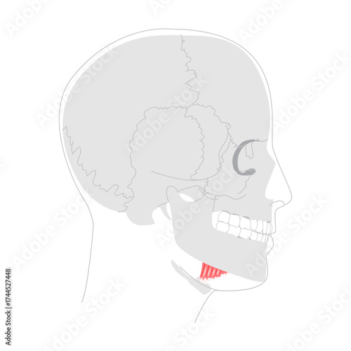 Mylohyoid - human muscle forming the floor of the mouth, shown in anatomy chart, elevates floor of mouth and hyoid during swallowing, vital for teaching and medical study