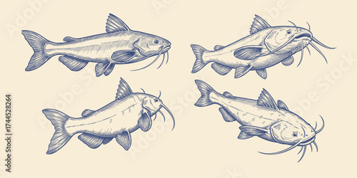 Hand drawn illustration catfish set, showcasing different swimming positions and anatomical features in vintage engraving style.