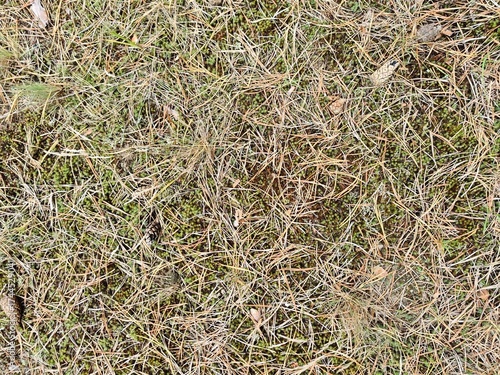 Forest floor covered with dry pine needles, creating a natural brown carpet