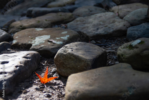 Wallpaper Mural Autumn leaf background with large pavement rocks  for Thanksgiving, Halloween, harvest, seasons, fall Torontodigital.ca