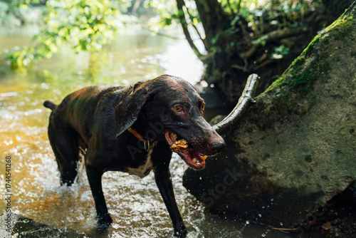 Wet dog playing in river