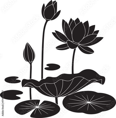 Black silhouette of blooming lotus flowers and lily pads on white background water lily