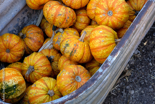 Little Striped Pumpkins at Harvest