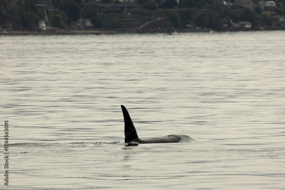 Fototapeta premium whale in the sea