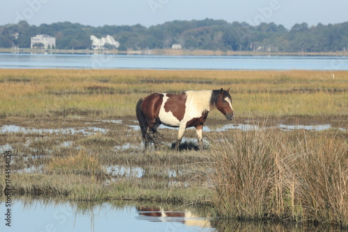 horse walking in the water