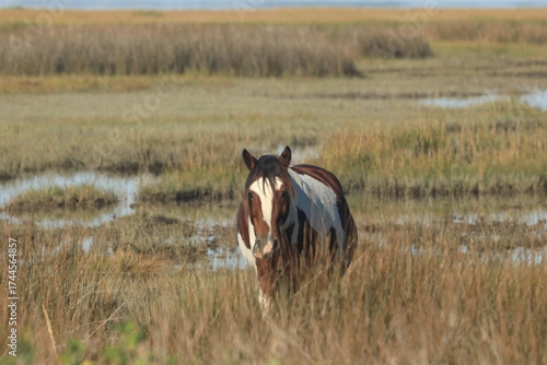 horse in the meadow
