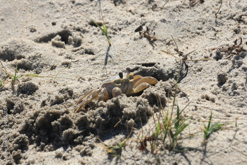 crab on the beach
