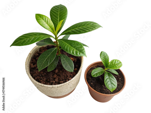 Two lush green potted plants growing together isolated studio product shot for commercial use isolated on transparent background
