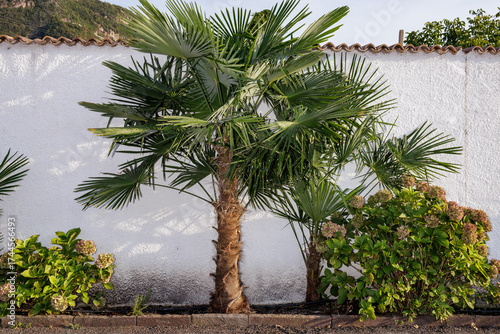 Urban vegetation with palm trees and bushes
