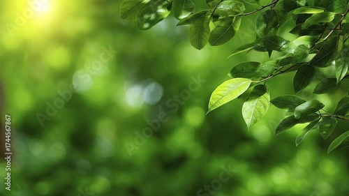 Sunlight dappled through leaves a vibrant green canopy