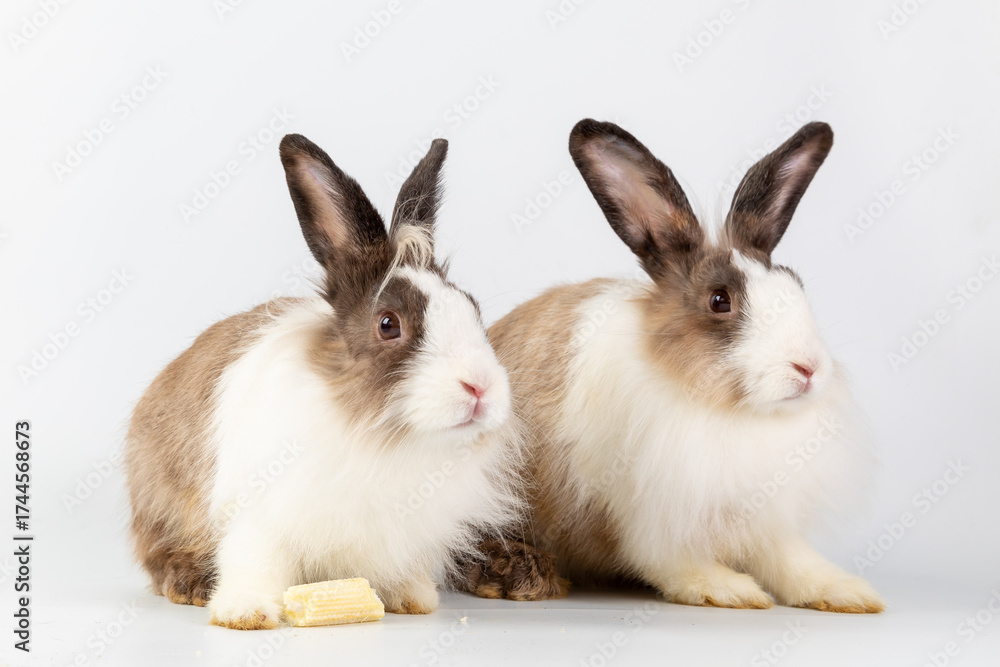 Fototapeta premium Bunny easter fluffy rabbits posing on white nature background on sunny day, Lovely mammal with beautiful bright eyes in nature life. Symbol animal of easter day. Healthy rabbit in many colours.