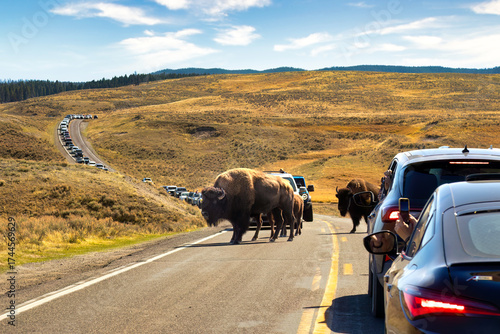 Bison causing a traffic jam in Yellowstone National Park
