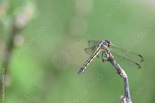 Wallpaper Mural Scarlet skimmer dragonfly. Its common names ruddy marsh skimmer and Crocothemis servilia. This is a species of dragonfly of the family Libellulidae, native to east and southeast Asia.  Torontodigital.ca