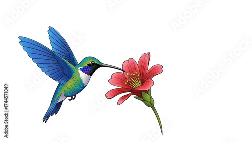 Hummingbird with iridescent green and blue feathers hovers near a delicate red flower, its long beak reaching in to drink nectar.