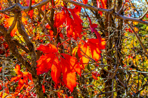red and orange leaves